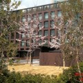 桜さく 合気道眞武館