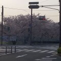 長岡京駅前桜並木