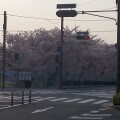 長岡京駅前桜並木 合気道眞武館