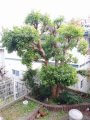 合気道眞武館