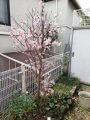 合気道眞武館