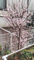 合気道眞武館